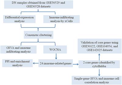 Bioinformatics analysis identifies immune-related gene signatures and subtypes in diabetic nephropathy